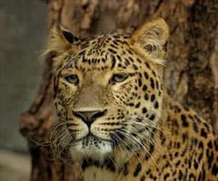 Leopard