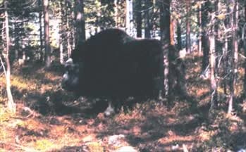 Besöka myskoxen
